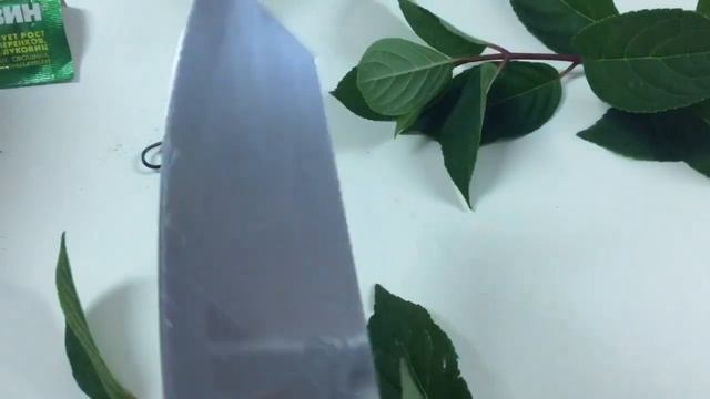 Гортензия Ванилла Фрейз -любимица сада !!!