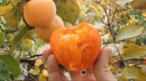 Хурма лучшие сорта в России | Гора Говерла-Королёк-Шарон-Никитская | Растущая Таврида