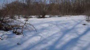 Карело финская лайка хороший охотник на птиц