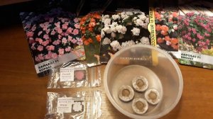 ПОСЕВ НОВОГВИНЕЙСКОГО БАЛЬЗАМИНА/ПРОФ.СЕМЕНА/СЕЗОН 2021? 5 ФЕВРАЛЯ