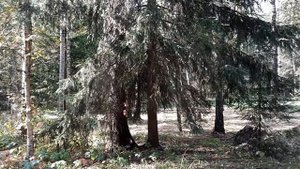 ДНТ Звезда-95. Лесная усадьба на территории Новой Москвы.