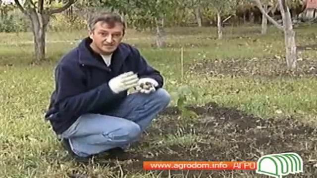 Грецкий орех.avi смотреть онлайн