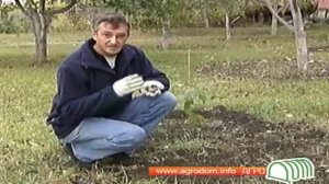 Грецкий орех.avi