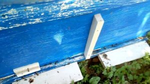 Как подсадить породистую матку к злым пчёлам?