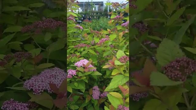 Spirea Double Play Big Bang