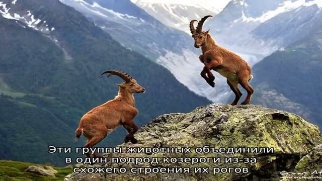 Видовые особенности и общие черты горных козлов