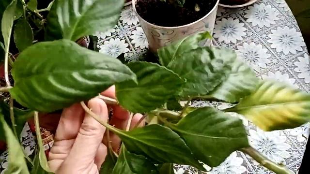 Бальзамин.  Ванька мокрый. Как  можно размножить?