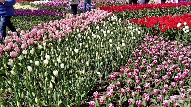 МОРЕ ТЮЛЬПАНОВ МОРЕ УДОВОЛЬСТВИЯ  Будни Переселенцев