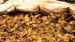 Как помочь лозе вызреть.