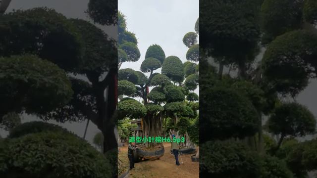 Height 6.5m super ficus microcarpa bonsai loading to export