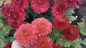 Красные корейские хризантемы.