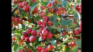 А ты  
Музыка, иполнение Евгений Бобков, стихи Янина Юдина,
аранжировка Дмитрий Милованов