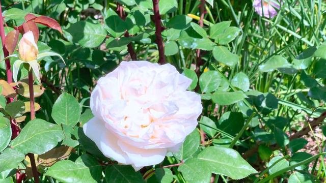Mariangela Melato - Barni Rose - 6 Mai 2021