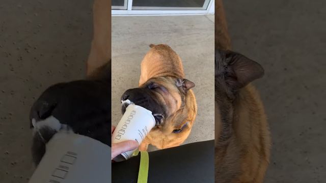 Riley, my Sharpei enjoying his "Puppaccino!" from Starbucks