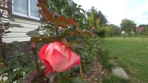 Минусы дачи в СНТ.