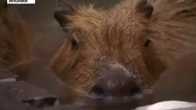 В Токийском зоопарке капибары принимают горячие ванны