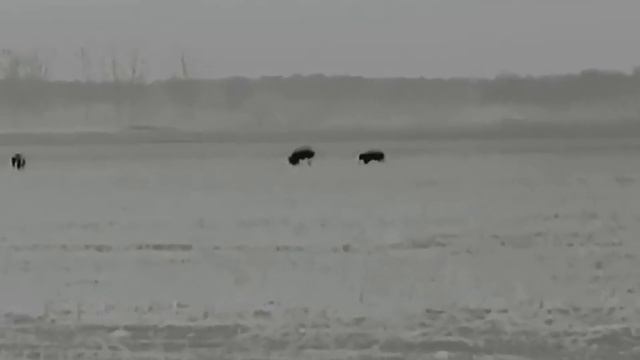 Thermtec Cyclops 319 смотреть онлайн