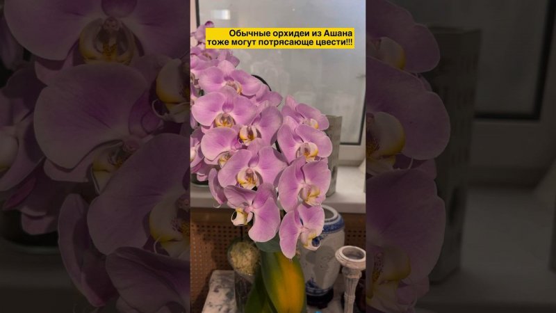 #орхидеи #данапротасова #орхідеї #blooming #orchid #phalaenopsis