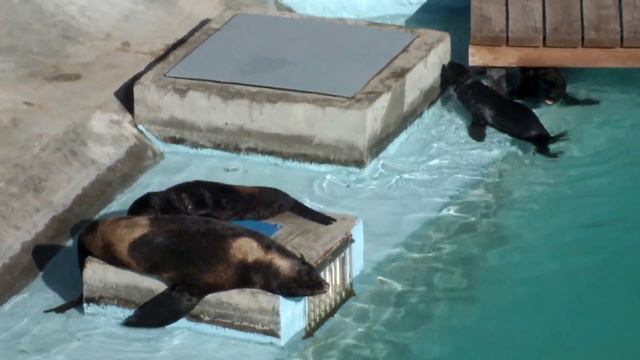 Ижевский Зоопарк, 16 Июля 2013 Года - 014 смотреть онлайн