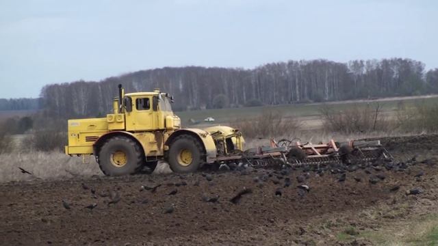 Культивация почвы трактором К 701 с тяжёлым  дисковым культиватором