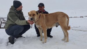 Кавказские овчарки из Армении гампр