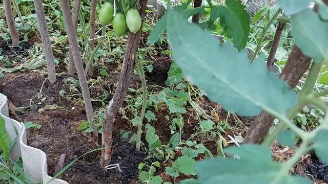 Вершинна гниль томатів смотреть онлайн