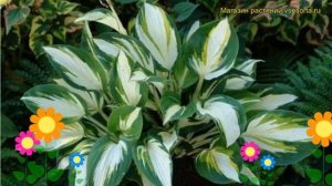 Хоста гибридная Энтепрайз. Краткий обзор, описание характеристик hosta hybrida Enterprise