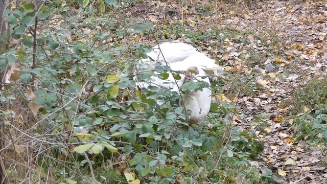 Птицы домашние. Индюки. смотреть онлайн