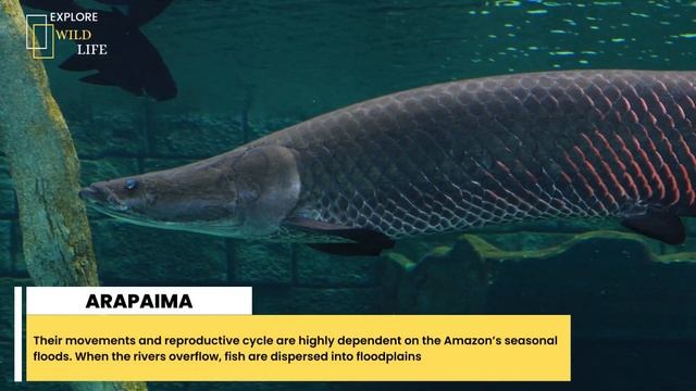 Arapaima Gigas: the freshwater giant fish - Arapaima best amazing facts - Explore Wildlife
