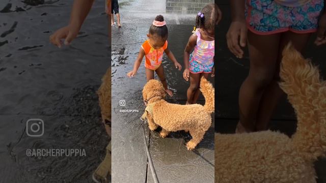 Archie, minigolden doodle is playing with kids Follow my instagram on @archerpuppia смотреть онлайн
