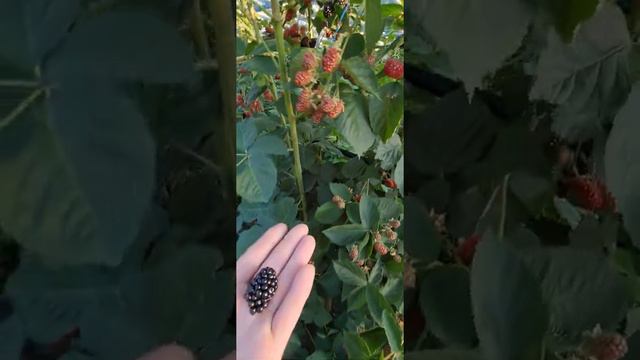 Небеса Могут Подождать смотреть онлайн