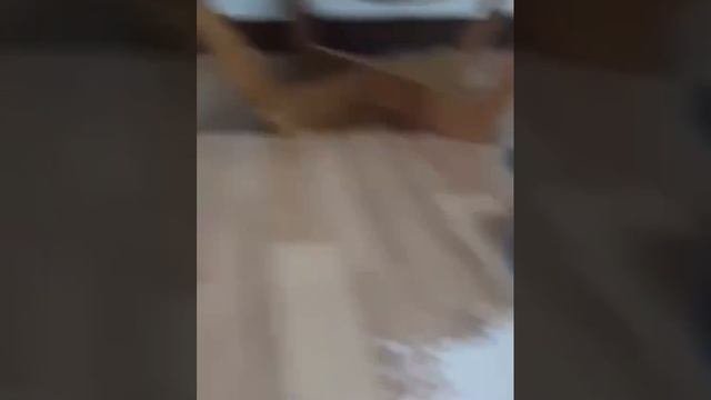 Котэйка