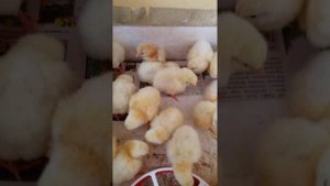 Наклёв и вылуп цыплят в инкубаторе. Часть 2 ?