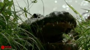 СЛОН СЪЕЛ КРОКОДИЛА | СПАСАЯ РЕБЕНКА | БОЙ СЛОНА И КРОКОДИЛА