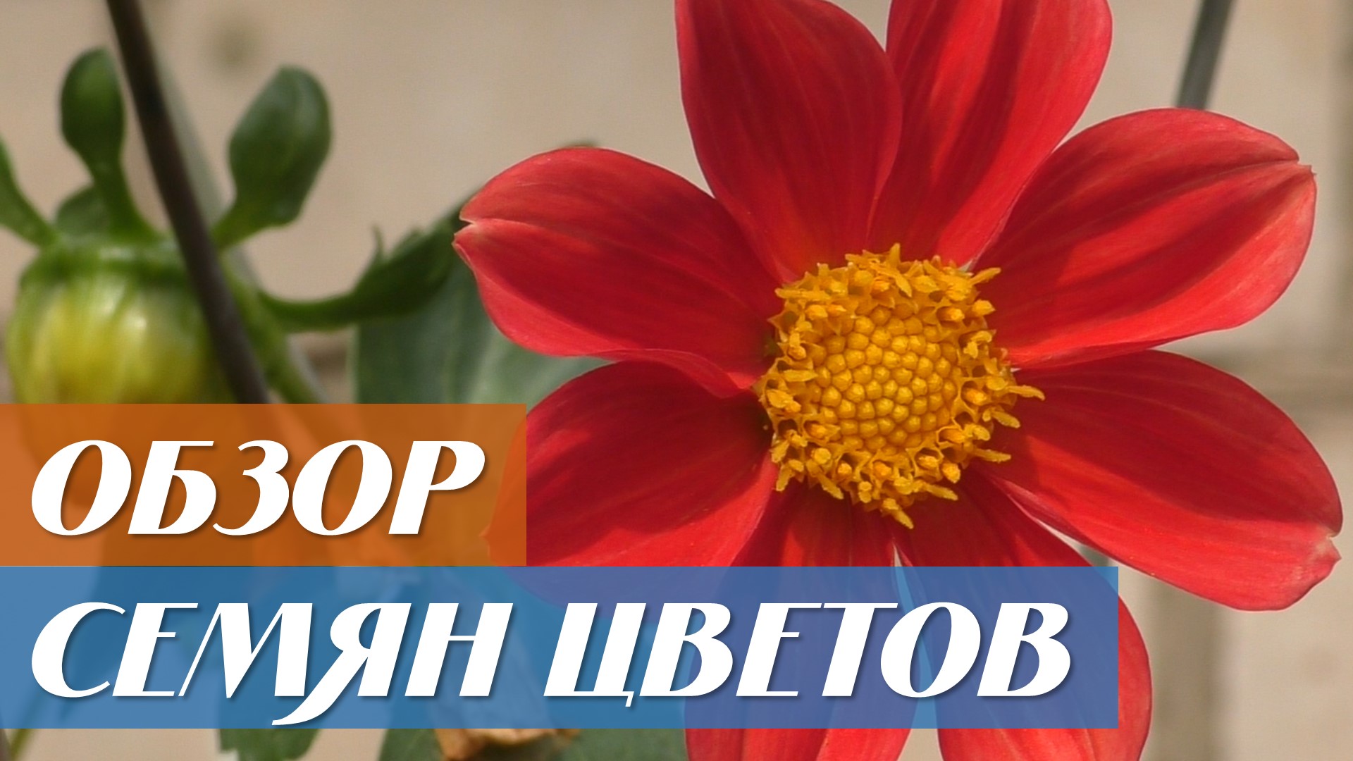 Обзор семян цветов на 2021 год смотреть онлайн