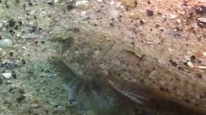 © Рыбы Черного моря  Морская мышь малая Callionymus risso   01