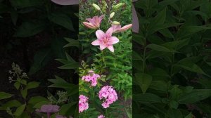 ? Лилия Коголето 2022 . ЛА-гибриды . Lilium Cogoleto ?