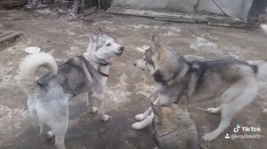 Хаски орет