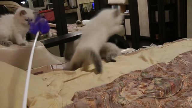 невские маскарадные котята от Вирджинии Снежной магии и Зиберта Данвела смотреть онлайн