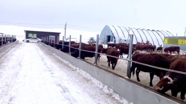 Калмыцкая порода КРС