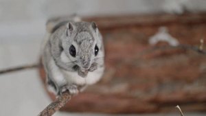 Flying Squirrel - Белка летяга.