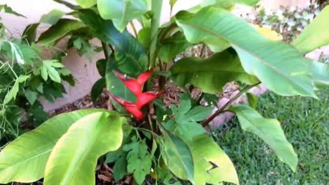 Heliconia stricta "Sunrise". ( small size Heliconia ) смотреть онлайн