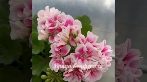 Пеларгония Ирида Конфетти