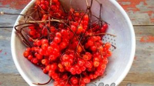 Калина, протертая с сахаром, на зиму