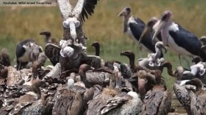 Нападают ли стервятники на людей и животных?