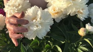 Serena pastel peony. Серен пастель пион. Пулков сад