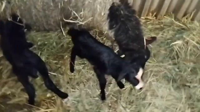 Сложности при родах у романовских овец смотреть онлайн