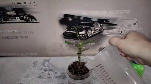 Первый полив орхидеи Дендробиум после пересадки.