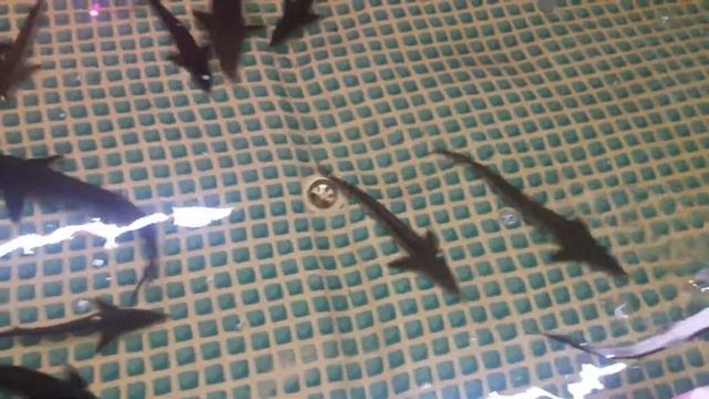 Стерлядь в УЗВ. Спустя 8 месяцев. смотреть онлайн