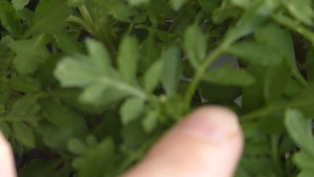 Бархатцы (ч.12). Низкорослые бархатцы уже с бутончиками. 23 АПРЕЛЯ